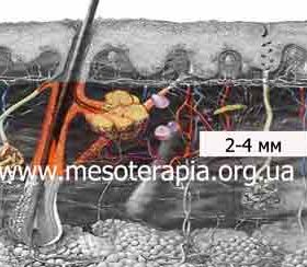 інтрадермально глибоко